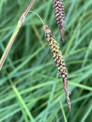 Carex barrattii