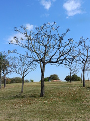 Pseudobombax grandiflorum