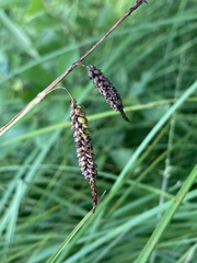 Carex barrattii