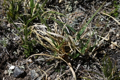 Carex rupestris