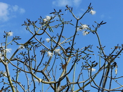 Pseudobombax grandiflorum