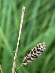 Carex barrattii