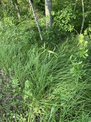 Carex barrattii