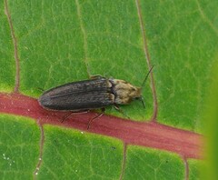 Limonius auripilis