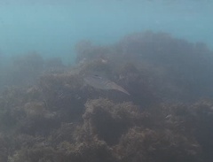 Sepioteuthis sepioidea