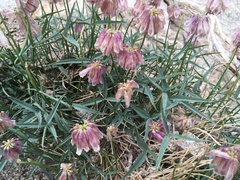 Trifolium dedeckerae