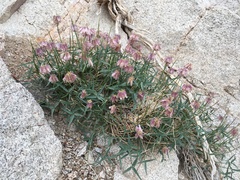 Trifolium dedeckerae