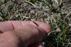 Carex rupestris