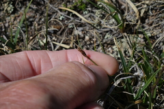 Carex rupestris