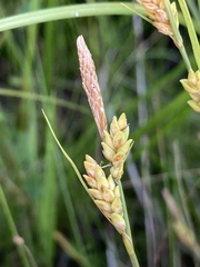 Carex livida