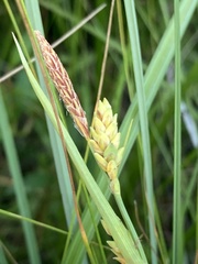 Carex livida
