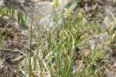Carex rupestris