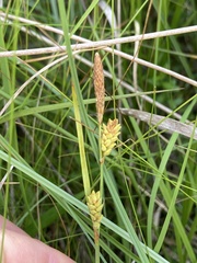 Carex livida