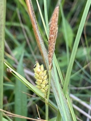Carex livida