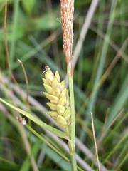 Carex livida