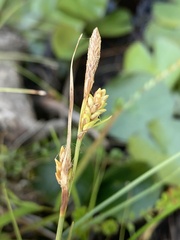 Carex livida