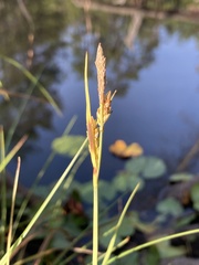 Carex livida