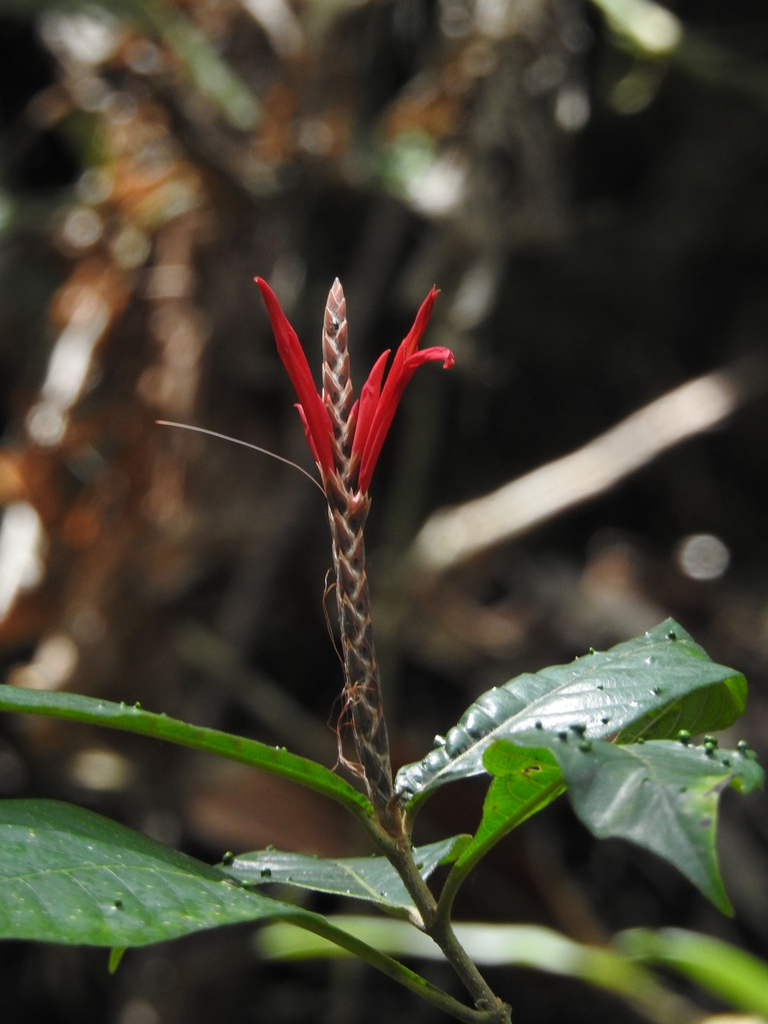 Aphelandra glabrata
