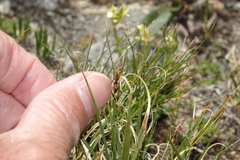 Carex rupestris