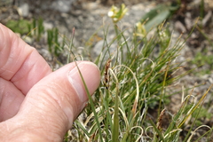 Carex rupestris