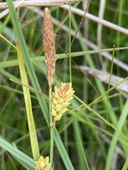 Carex livida