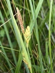 Carex livida