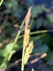 Carex livida