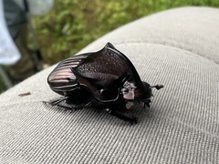 Phanaeus triangularis triangularis
