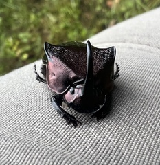 Phanaeus triangularis triangularis