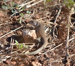 Aspidoscelis marmoratus