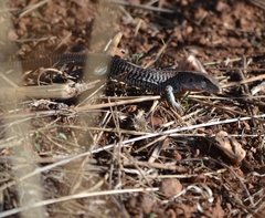 Aspidoscelis marmoratus