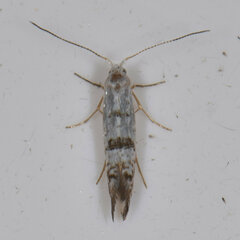 Argyresthia thuiella
