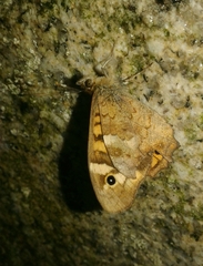 Pararge aegeria aegeria