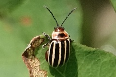 Kuschelina petaurista