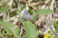 Celastrina echo sidara