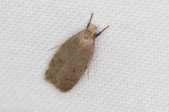 Inga obscuromaculella