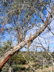 Vincetoxicum lineare