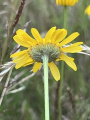 Cota tinctoria