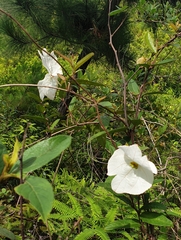 Rhabdadenia biflora