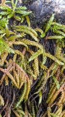 Scleropodium cespitans