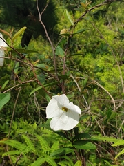Rhabdadenia biflora