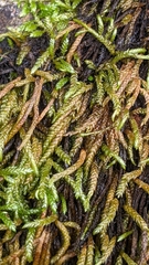 Scleropodium cespitans