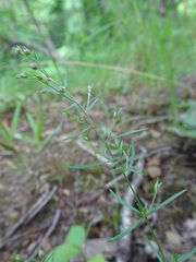 Lechea tenuifolia
