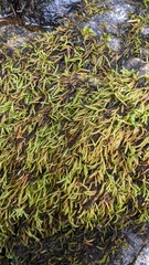 Scleropodium cespitans