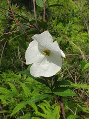 Rhabdadenia biflora