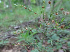 Lechea tenuifolia