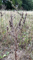 Cynoglossum officinale