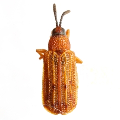 Sumitrosis pallescens