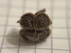 Cynoglossum officinale