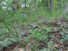 Lechea tenuifolia
